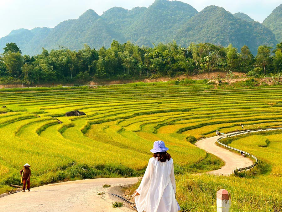 Rice paddies in Vietnam